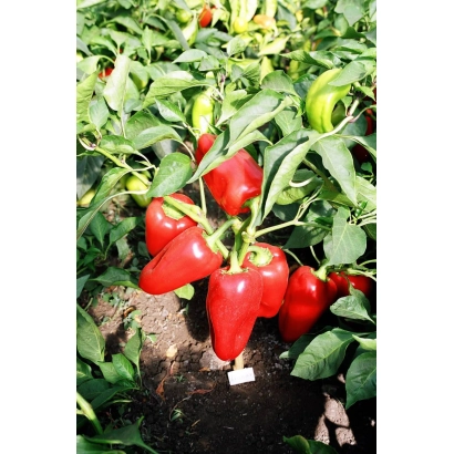 Красные перцы на растении - ПОЛЕТ