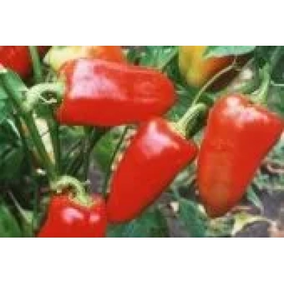 Червоні перець на рослині - ПОЛТАВСЬКИЙ