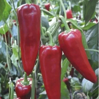 Красные перцы сорта Портека на растении