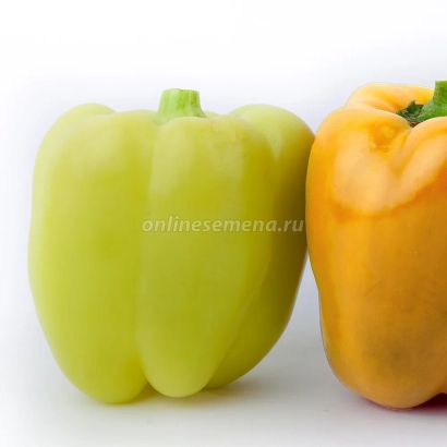 Два перца — зелёный и жёлтый — на белом фоне - ПРЕМЬЕР