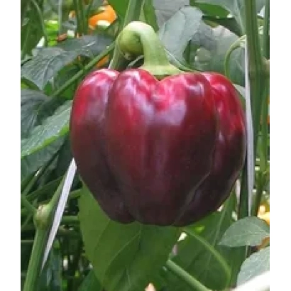 Красный перец Приз на растении