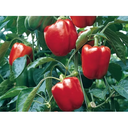 Красные перцы на ветвях растения - Прокрафт