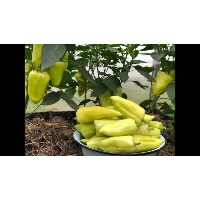 Желтые перцы на блюде с растением на фоне - ПРОМОНТОР