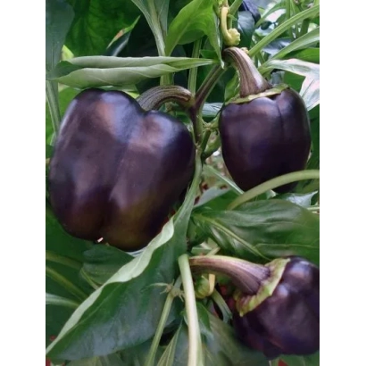 Тёмно-фиолетовые перцы на растении - ПУРПУРНЫЙ КОЛОКОЛ