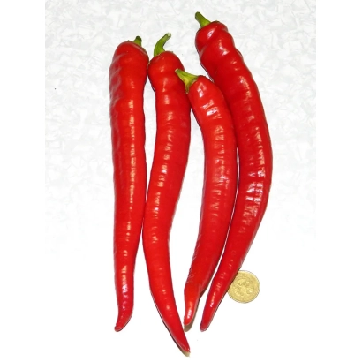 Красные перцы РАПИДО на белом фоне