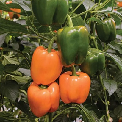 Свежие оранжевые и зеленые перцы на растении - Раптор