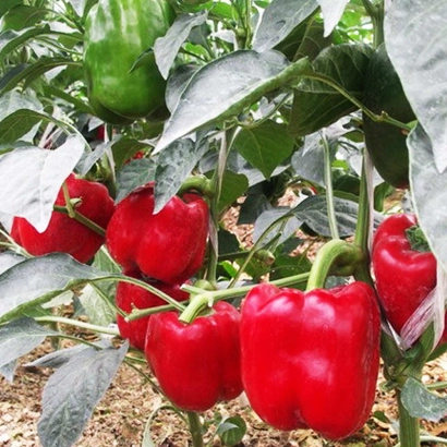 Красные и зеленые перцы на кусте - РЭД НАЙТ ЭКС 3 Р