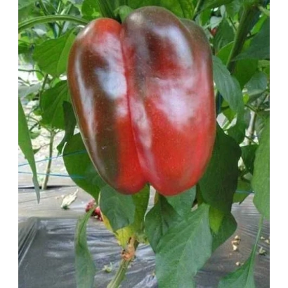 Red pepper Remus on plant