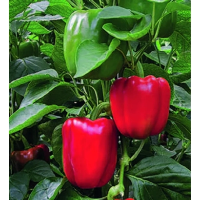 Red and green bell peppers on plant - Riazor