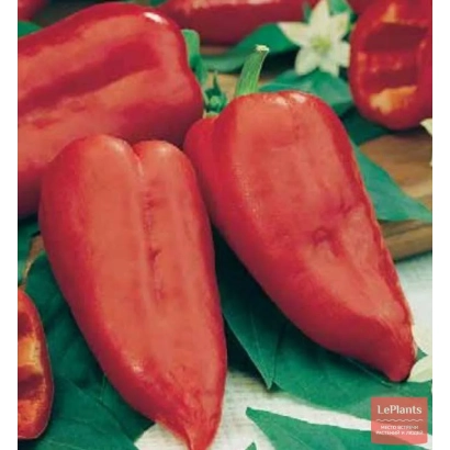 Red peppers of the Rodnik variety on green leaves