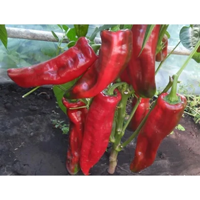 Красный перец на растении - РОГ БУЙВОЛА