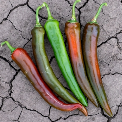 Четыре перца разных цветов на треснувшей земле - САХЕМ