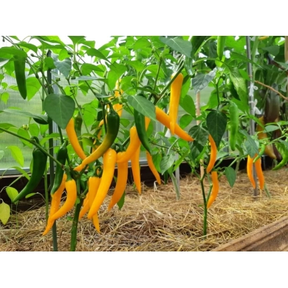 Желтые перцы на растении в теплице - САЛАМАНДРА