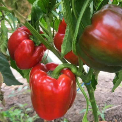 Красный перец на растении - САЛОМОН