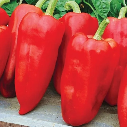 Red peppers of the Sandra variety on a wooden surface