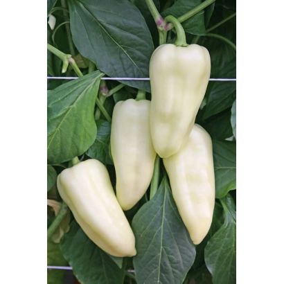 Белые перцы Шевалье на растении