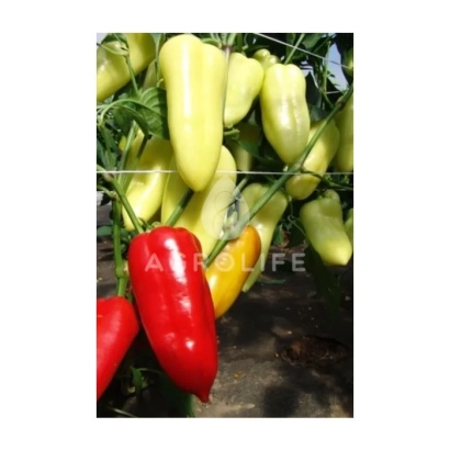 Желтые и красные перцы Шарон на растении