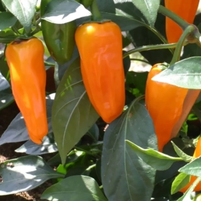 Оранжевые перцы на растении - СИБИРСКАЯ ЛИСА