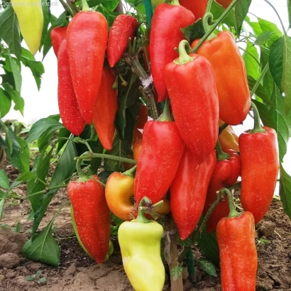 Красные и желтые перцы на растении - СИБИРСКИЙ КНЯЗЬ