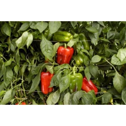 Красные и зеленые перцы Симето F1 на растении