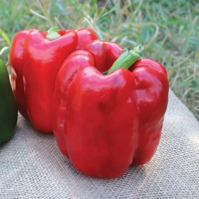 Красный перец на мешковине на фоне травы - Синатра