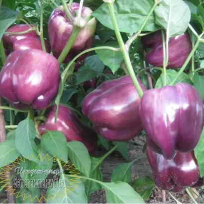 Синильга — фиолетовые перцы на растении