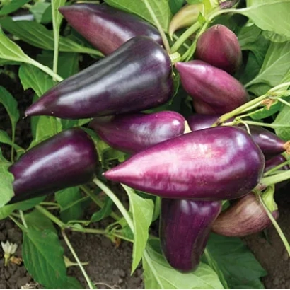 Свіжі фіолетові переці на гілці - БУЗКОВИЙ БЛИСК