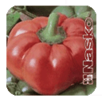 Красный перец сорта Маско - Скиф