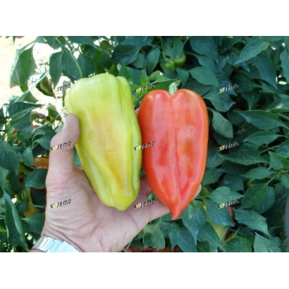 Две перцы — жёлтая и красная — в руке на фоне зелёных листьев. - СЛАВИ F1