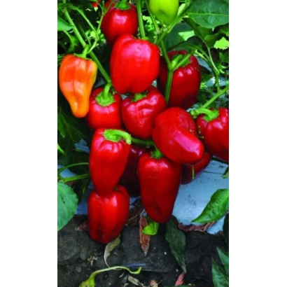 Красные перцы Славутич на растении