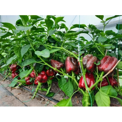 Красные перцы на растении в теплице - СОБЕР