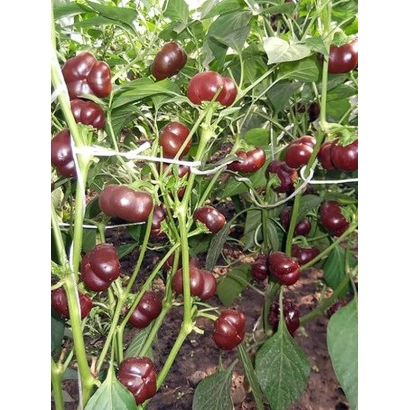 Красные перцы на растении - ШОКОЛАДНЫЙ ХОРОВОД