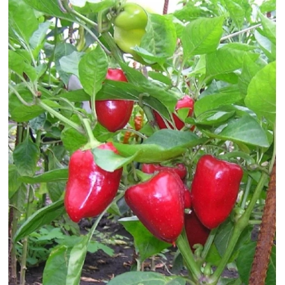 Красные и зеленые перцы Солнцедар на растении