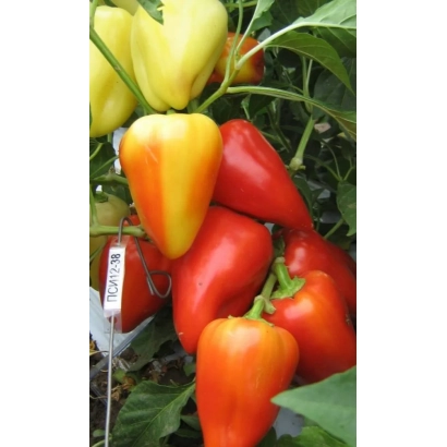 Красные и желтые перцы на растении - Солнечный