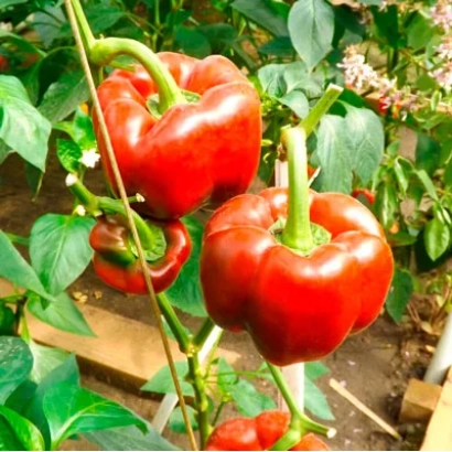 Красные перцы сорта СПРИНТЕР на растении