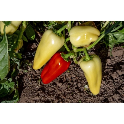 Красный и желтый перец на грядке - Статус