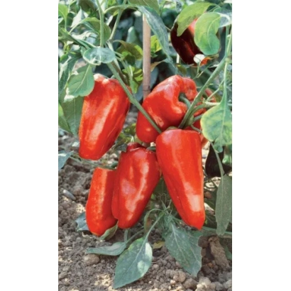 Красные перцы Султан на растении