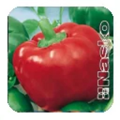 Красный перец сорта Султан на зелёном фоне