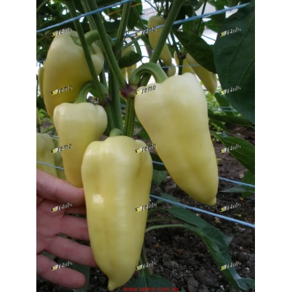 Желтый перец на растении, рука держит плод - СУПЕРАМИ F1