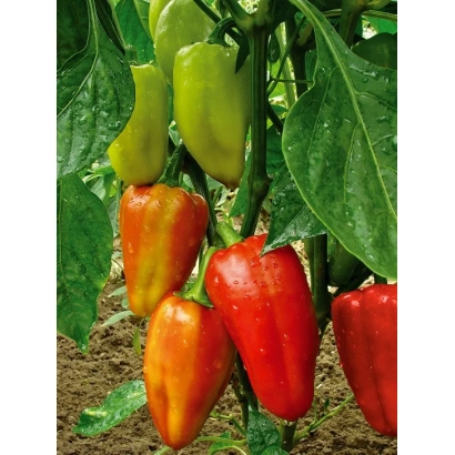 Червоні та жовті перець на рослині - ТАЦИТ