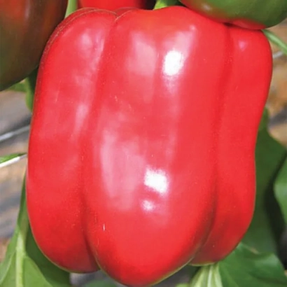 Крупный красный перец Telestar F1 на фоне зелени - Телестар F1