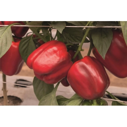 Красные перцы на растении - ТЕМЗА