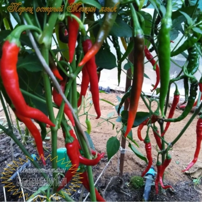 Красные и зелёные перцы на растении - ТЁЩИН ЯЗЫК