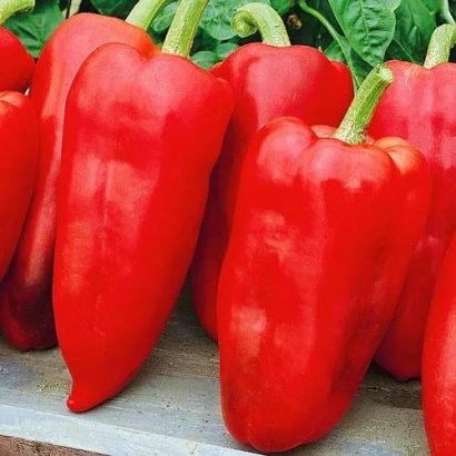 Красные перцы сорта Толстые щёчки на грядке - ТОЛСТЫЕ ЩЕЧКИ
