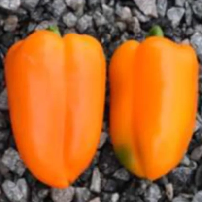 Два оранжевых перца на гравии - ТРИОРА