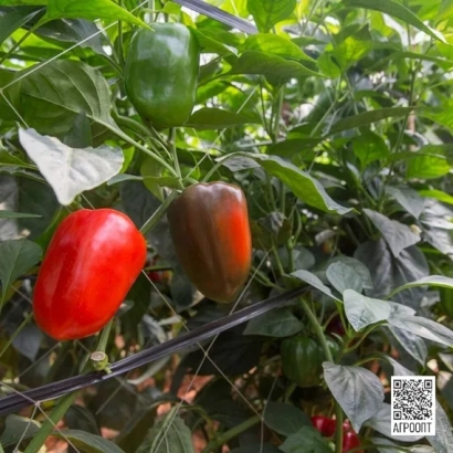 Красный и зелёный перец на растении - ТРИРОССО