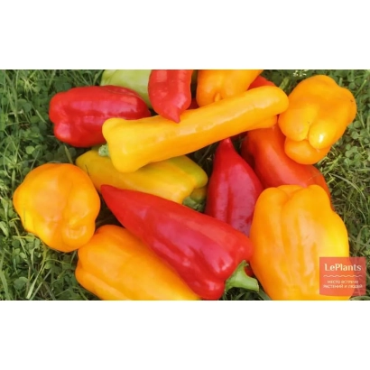 Сладкий перец ТСХА 25 на зеленой траве