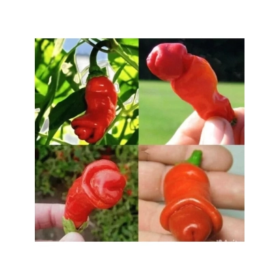 Красный перец на ветке и в руке - УДАЛЕЦ