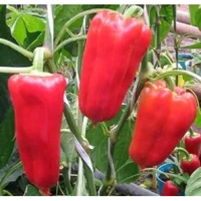 Красные перцы на растении - Улыбка