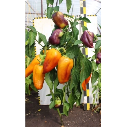 Красные и оранжевые перцы на растении - УРАЛЬСКИЙ САМОЦВЕТ